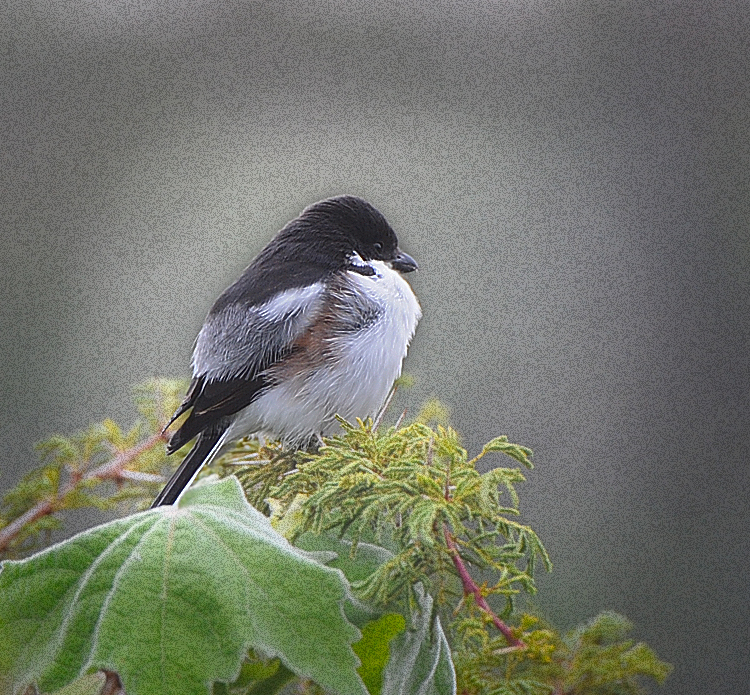 common Fiscal.Ngorongoro