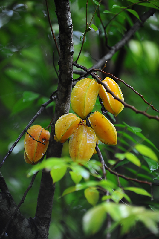 jardin Botanico de Vinales