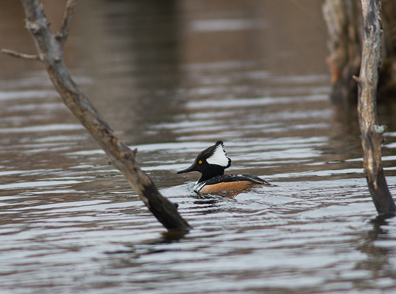 Hooded Merganser