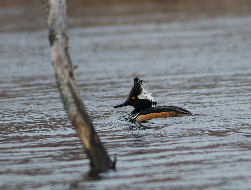 Hooded Merganser