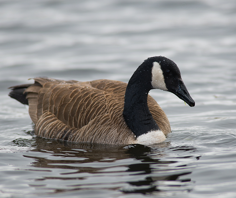 Canada Goose