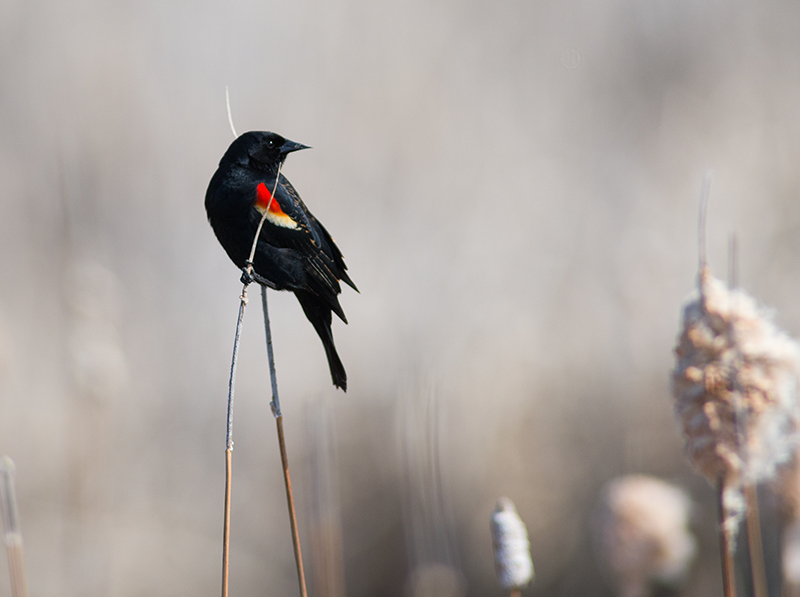 Red-winged Blackbird