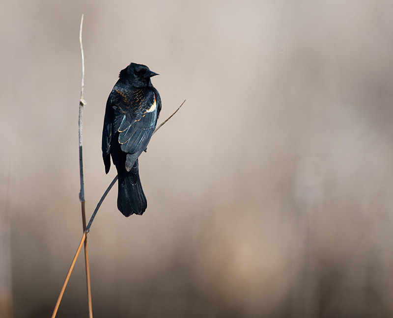 Red-winged Blackbird