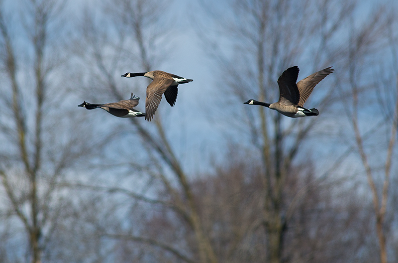 Canada Goose
