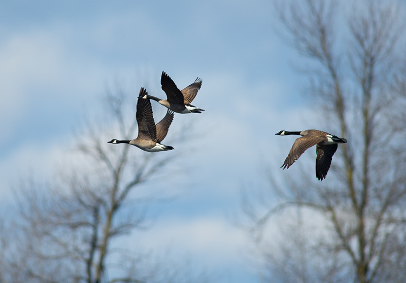 Canada Goose