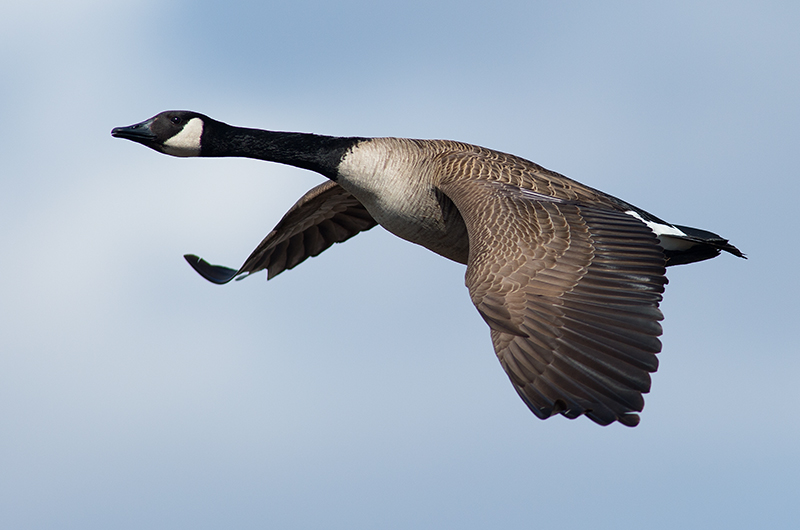 Canada Goose
