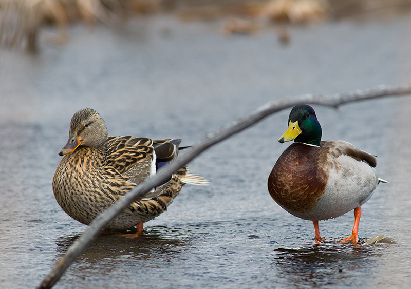 mallard
