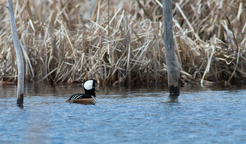 Hooded Merganser