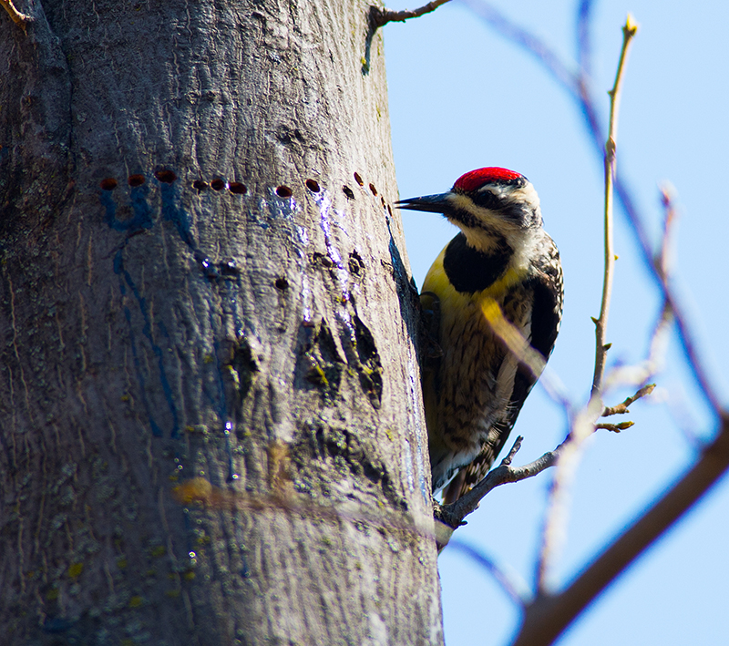 Yellow-bellied Sapsucker