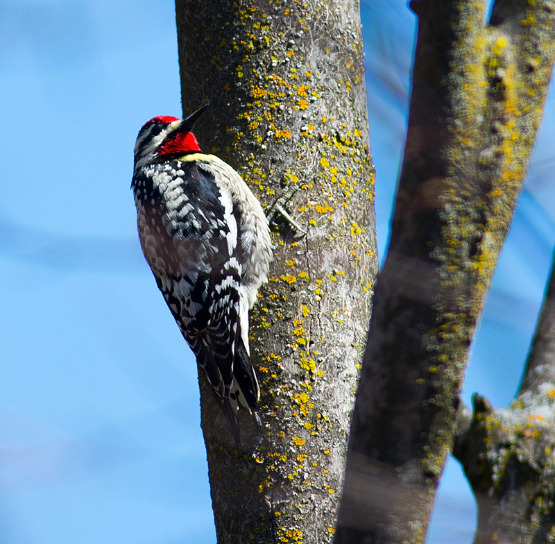 Yellow-bellied Sapsucker