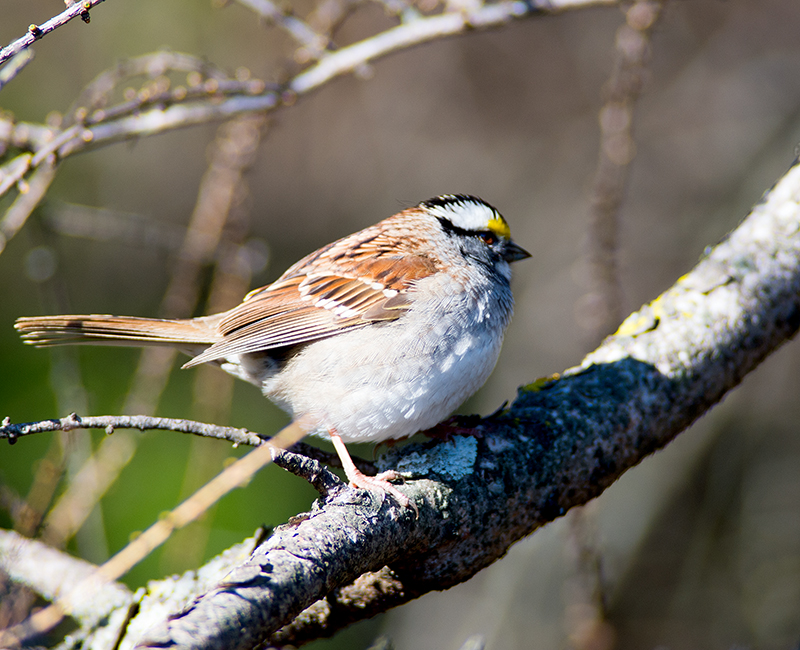 White-throated Sparrow