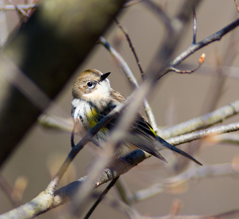 Yellow-rumped warbler