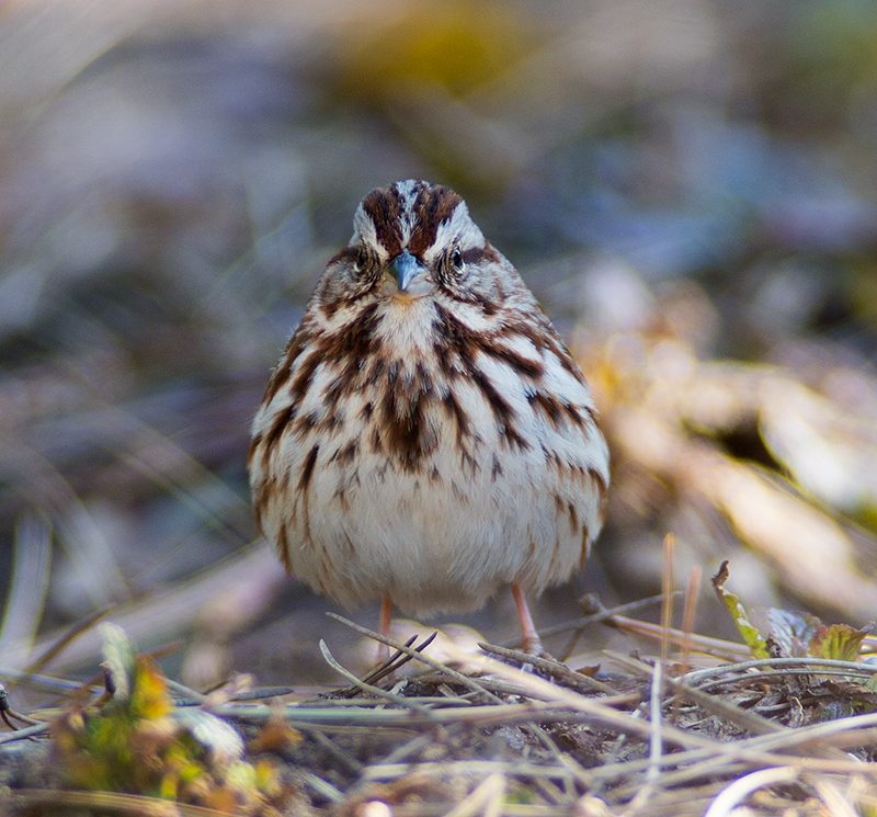 Song Sparrow