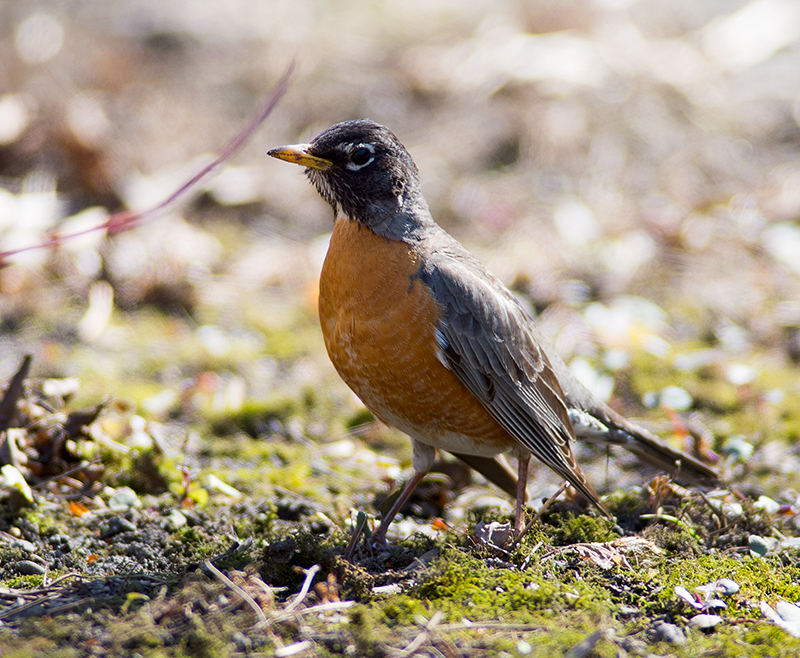 American Robin