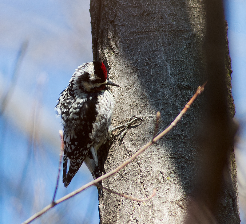 Downy Woodpecker