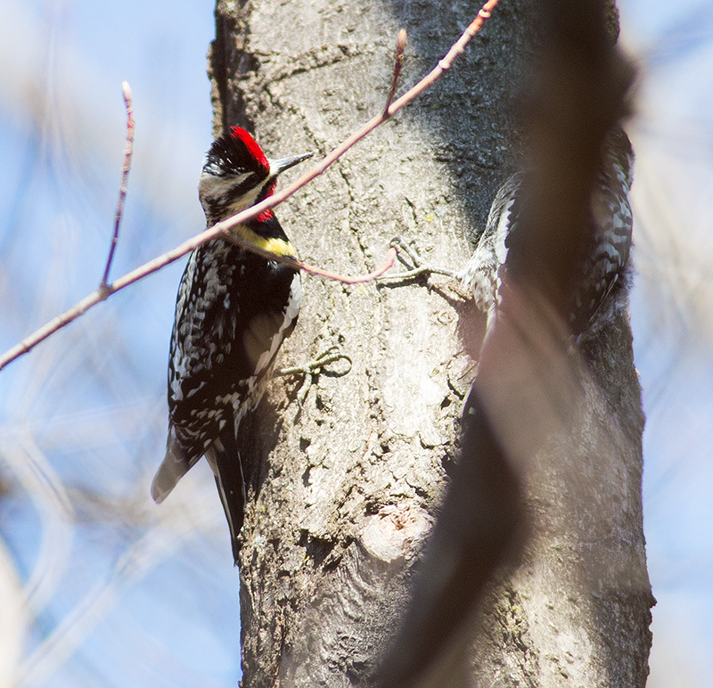 Yellow-bellied Sapsucker