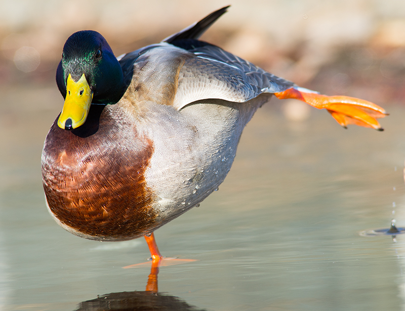 Mallard