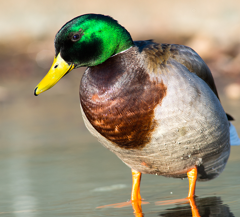Mallard