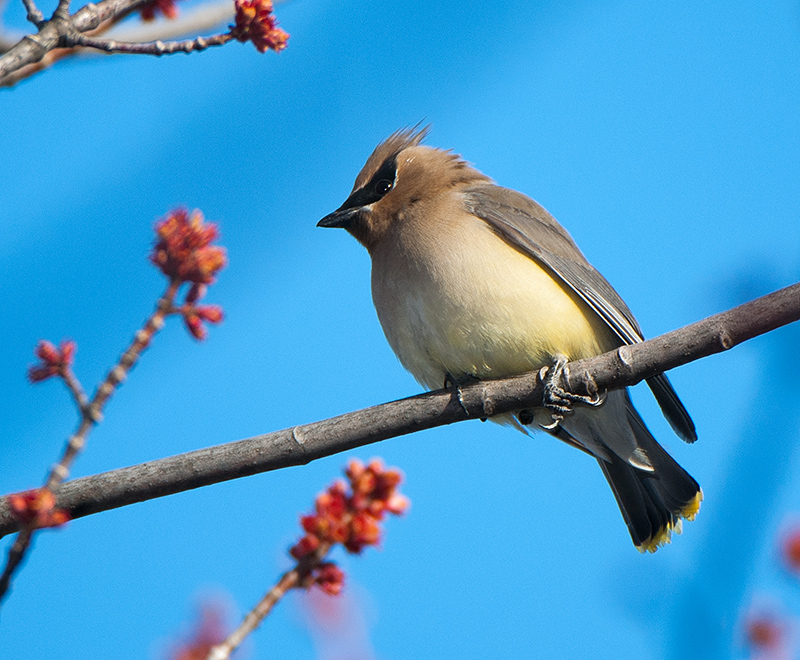  waxwing