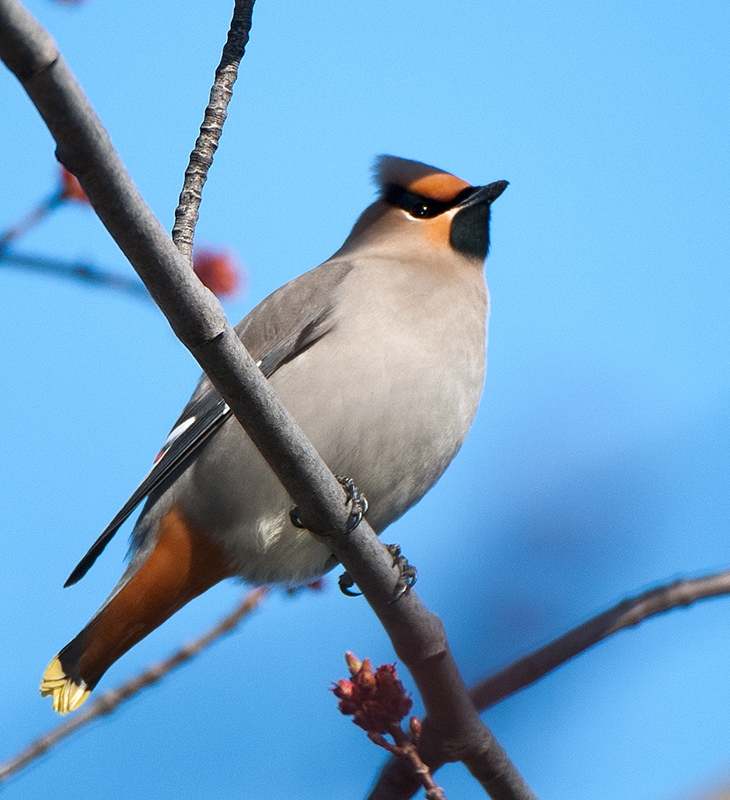  waxwing