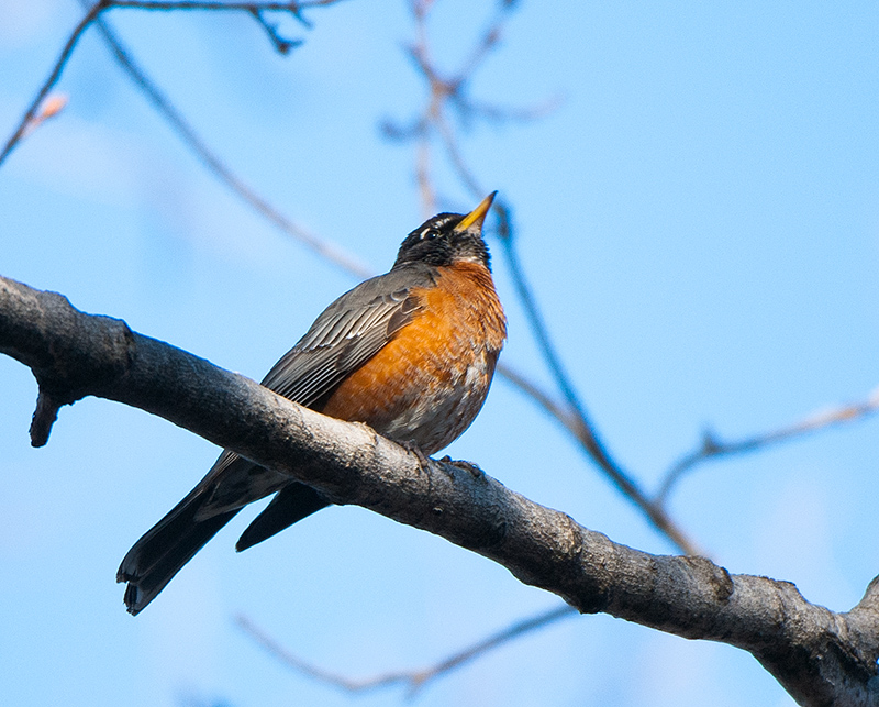 American Robin