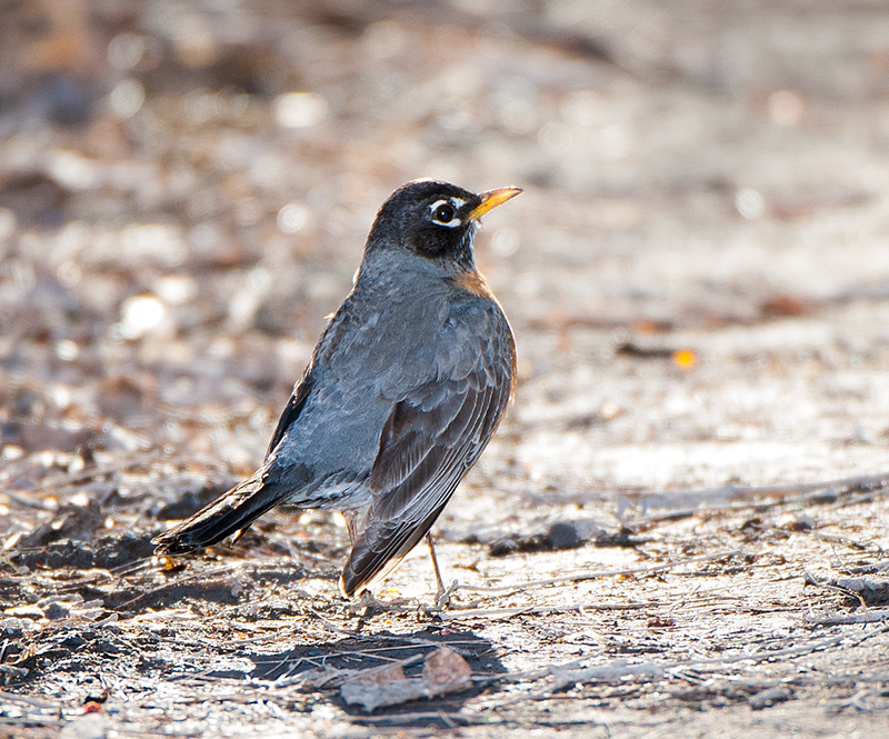 American Robin