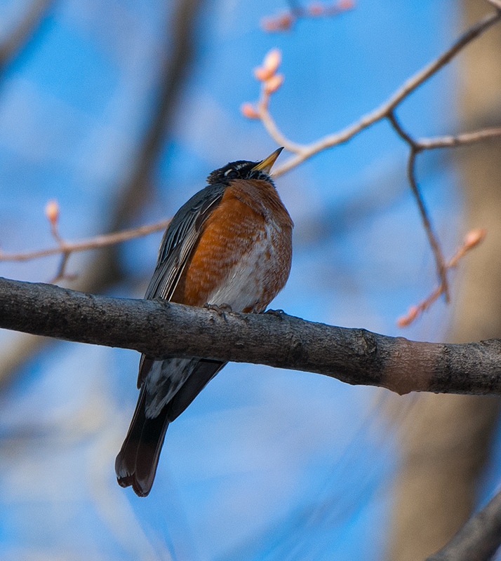 American Robin