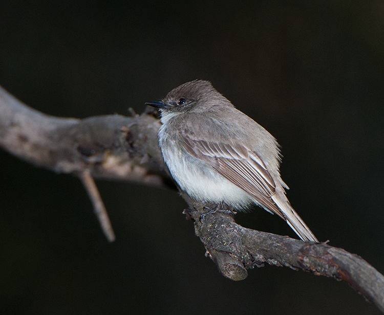 Dark-eyed Junco