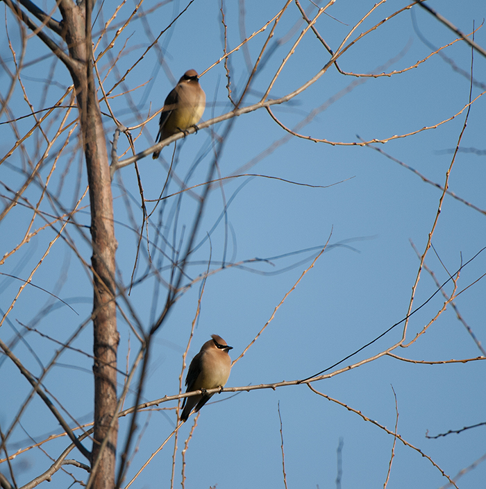 Waxwing