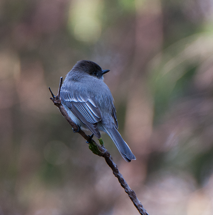 Dark-eyed Junco