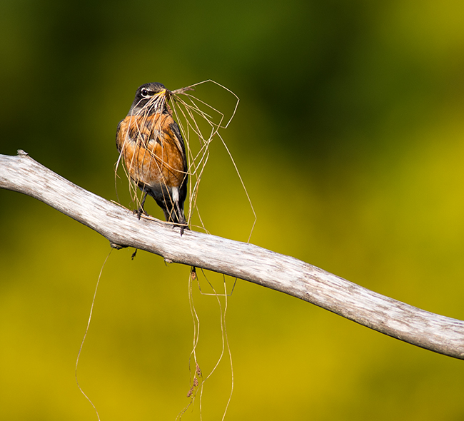 American Robin