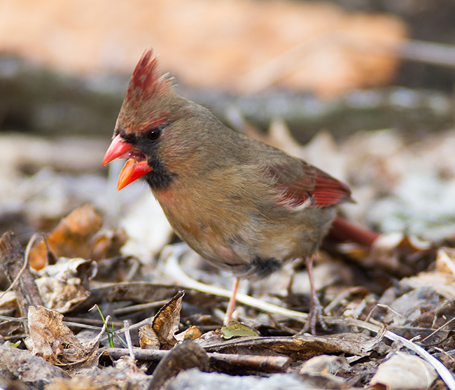 Northern Cardinal female