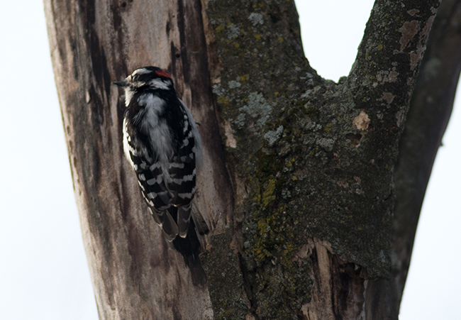 Downey Woodpecker