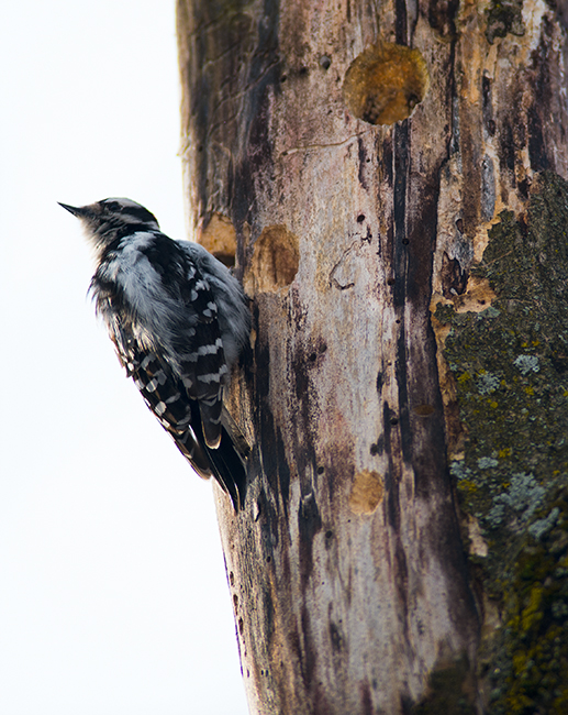 Downey Woodpecker
