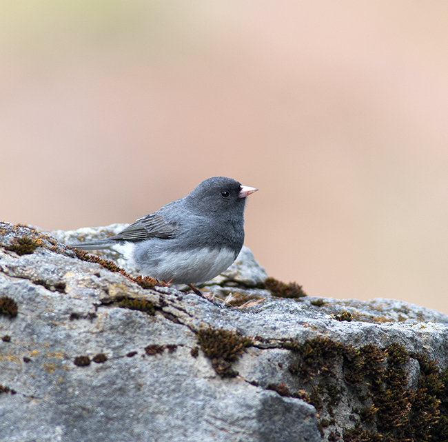 Dark- eyed Junco