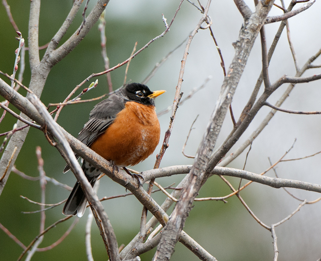 American Robin