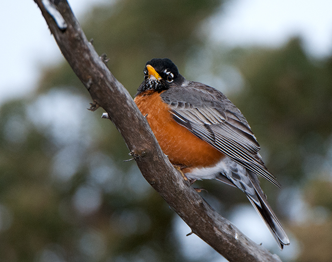 American Robin