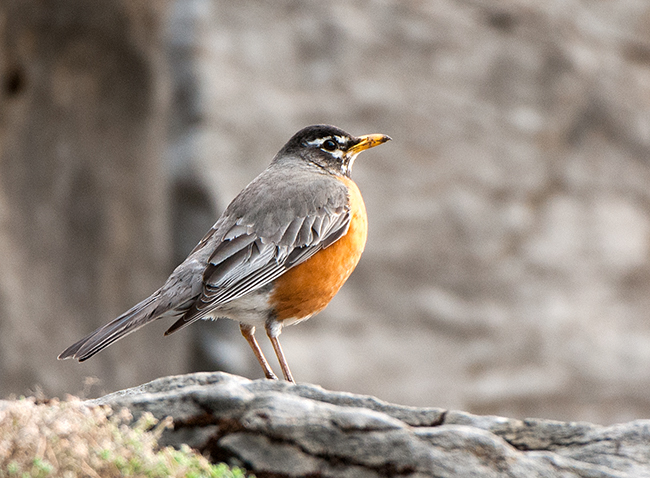 American Robin