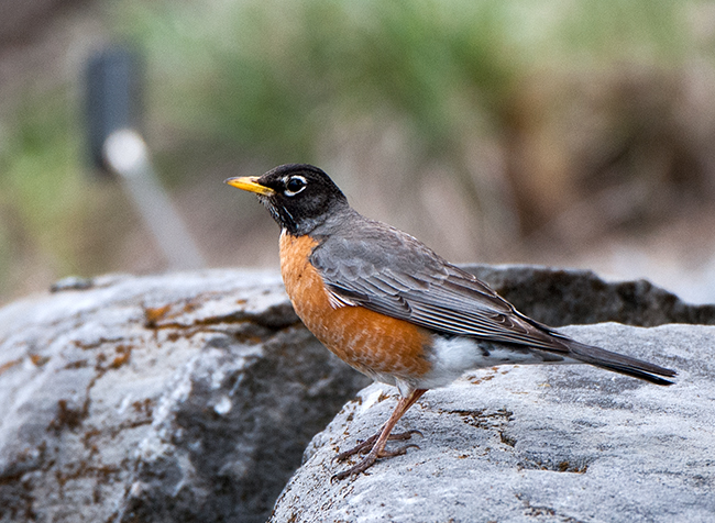 American Robin