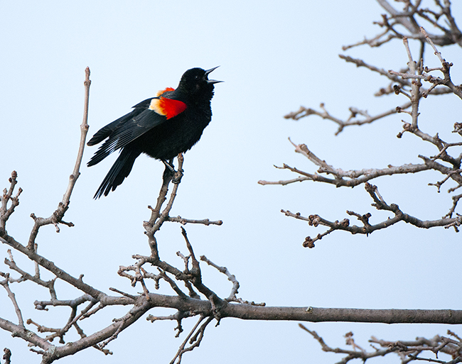 Red winged Blackbird