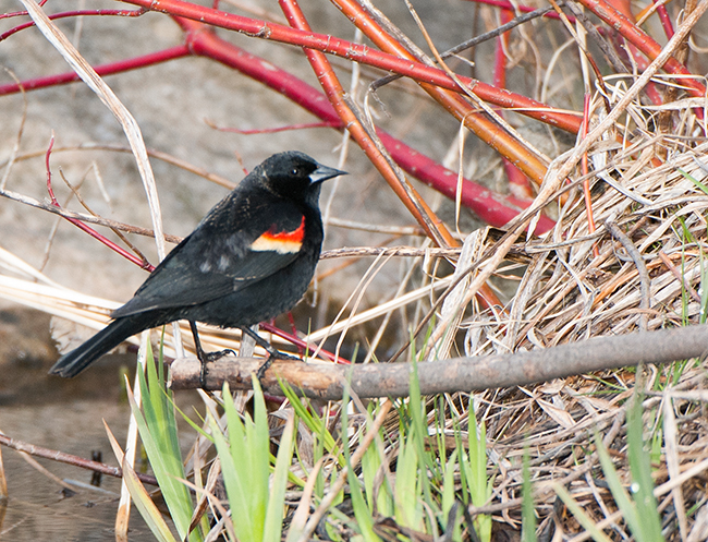 Red winged Blackbird