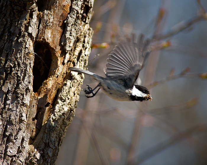 Black-capped Chickadee