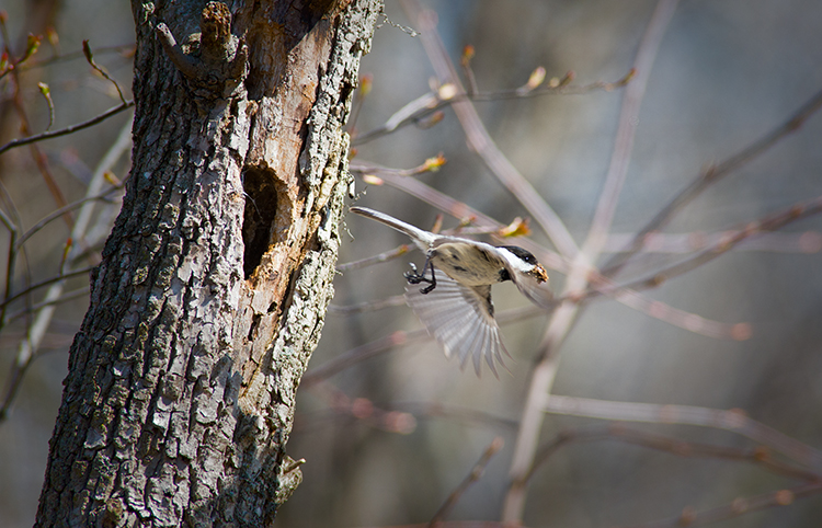 Black-capped Chickadee