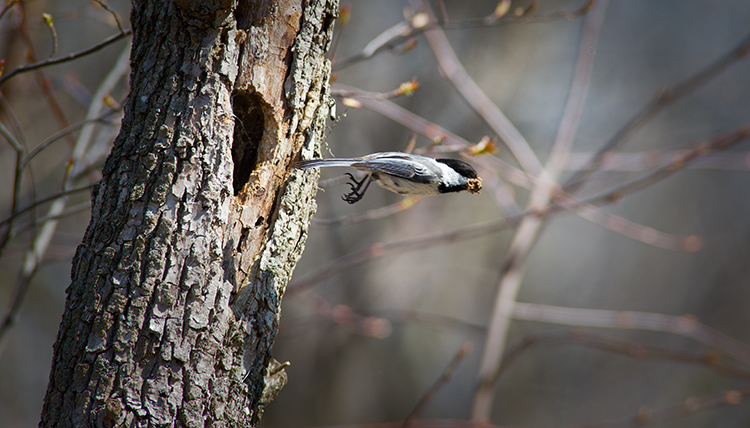 Black-capped Chickadee