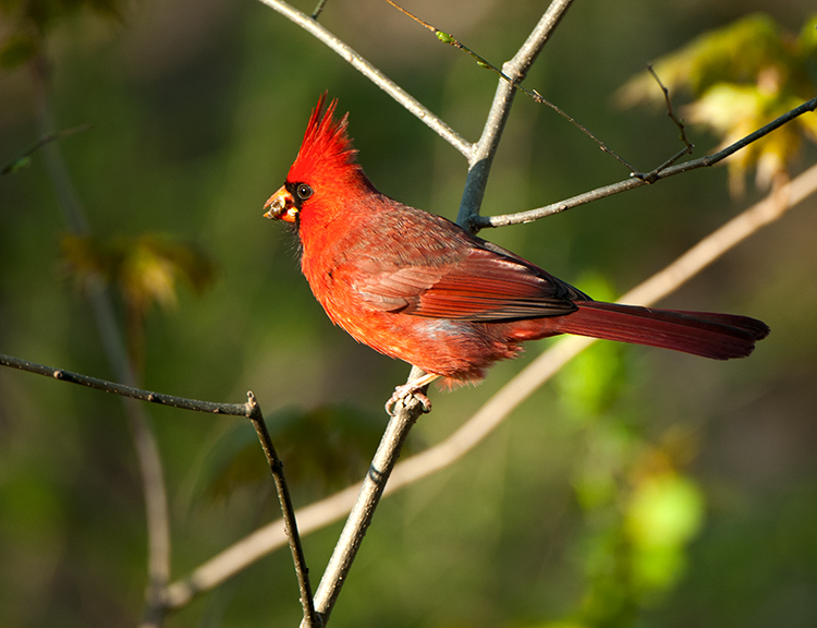 Northern Cardinal