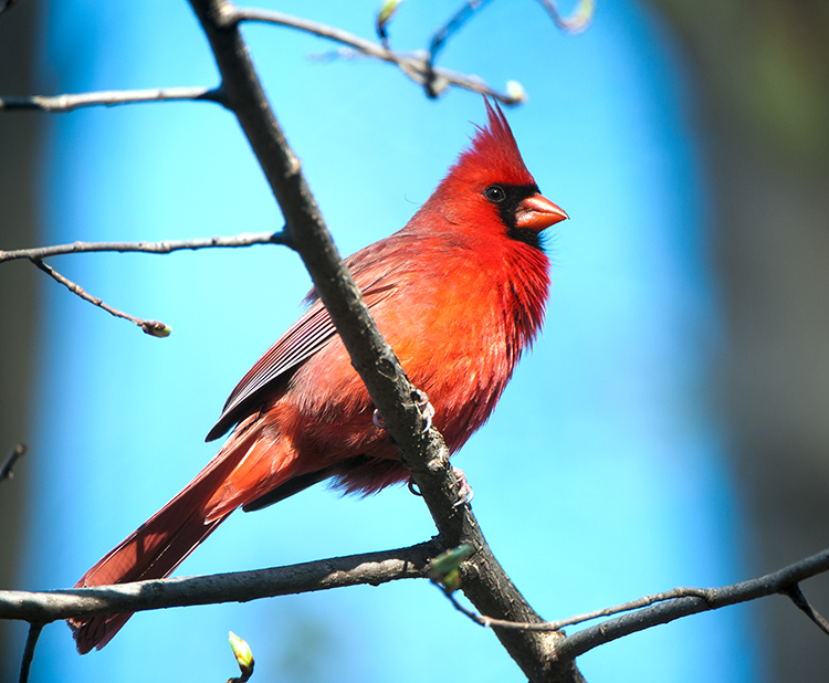 Northern Cardinal
