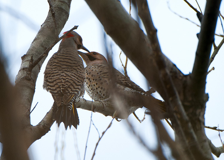 Northern flicker