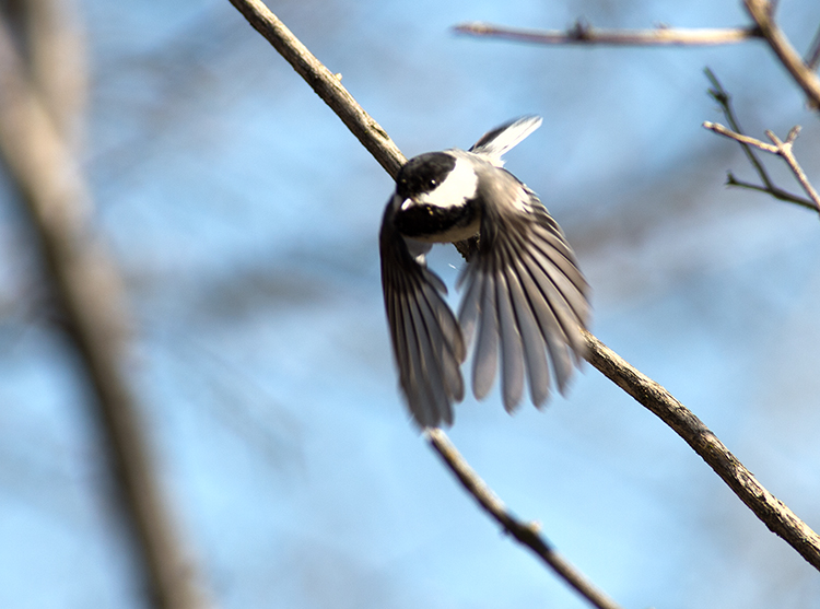 Black-capped Chickadee