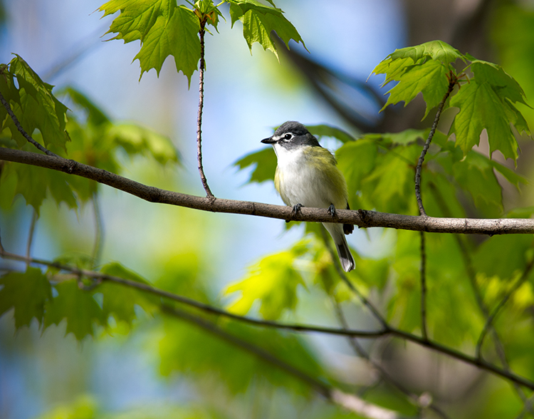 Yellow Rumped Warbler