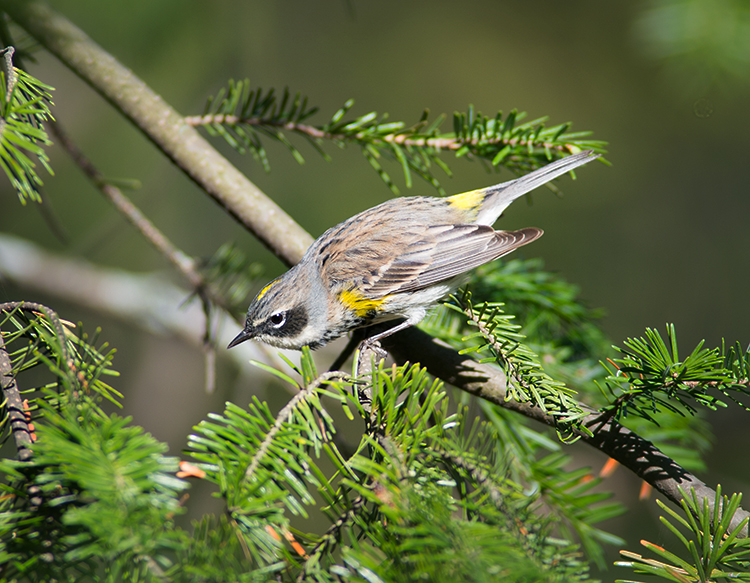 Yellow Rumped Warbler
